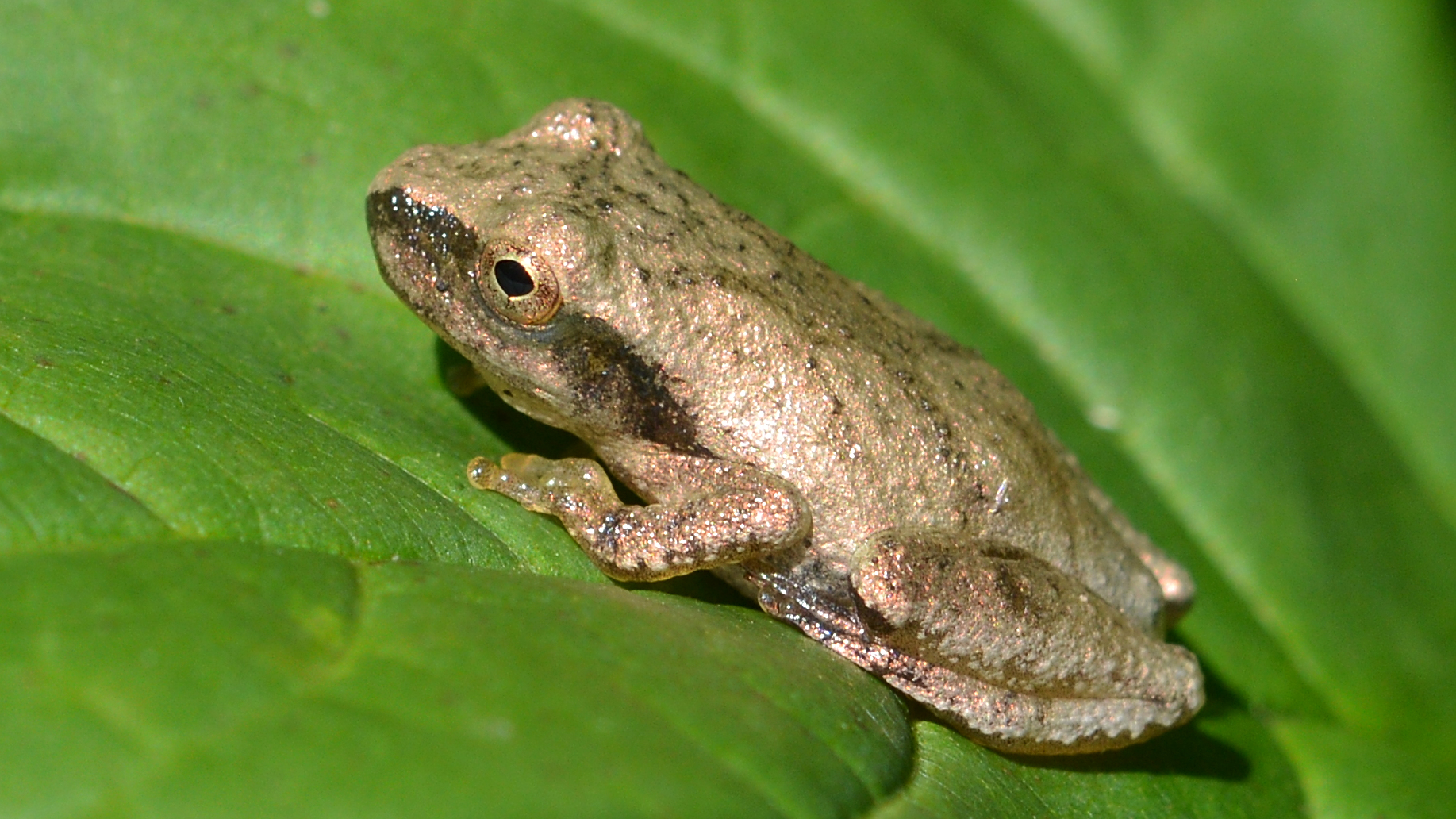 A spring peeper frog on a leaf